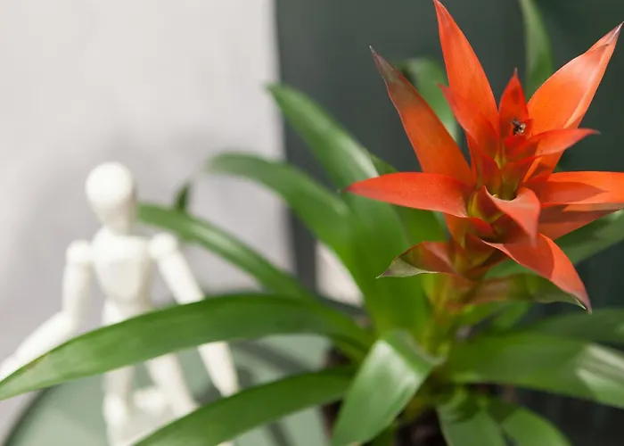 Balea San Sebastián